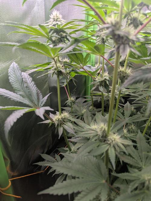 The Phoenix Redemtion: Dry another day. Week 9