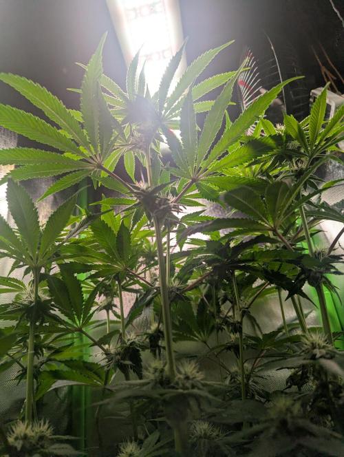 The Phoenix Redemtion: Dry another day. Week 9