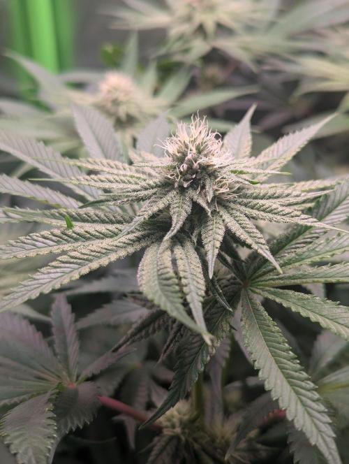 The Phoenix Redemtion: Dry another day. Week 9