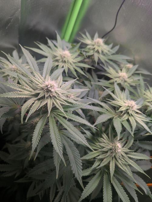 The Phoenix Redemtion: Dry another day. Week 9
