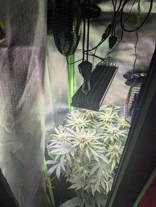 The Phoenix Redemtion: Dry another day. Week 9