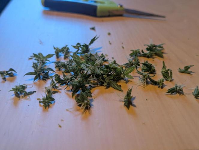 The Phoenix Redemtion: Dry another day. Week 10