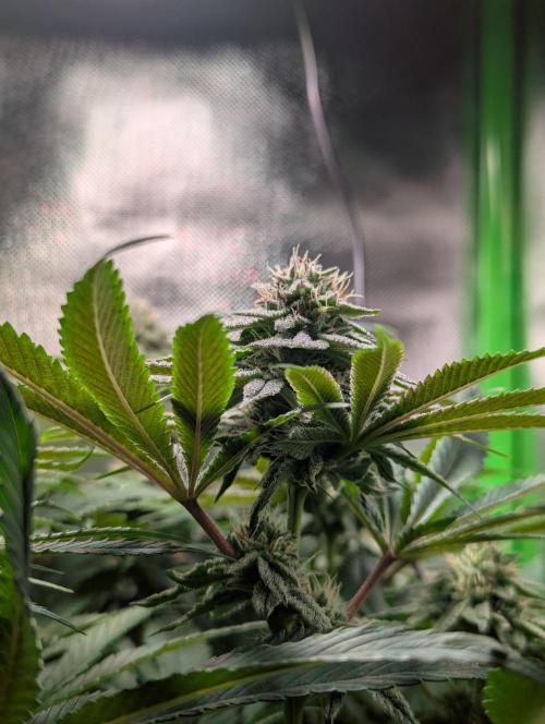 The Phoenix Redemtion: Dry another day. Week 10