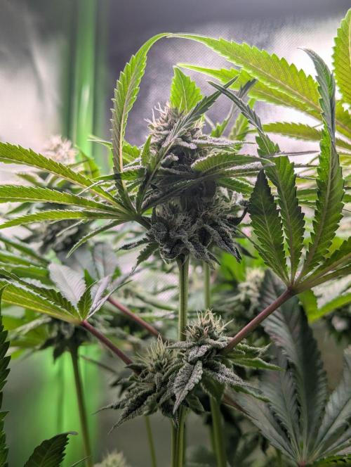 The Phoenix Redemtion: Dry another day. Week 10