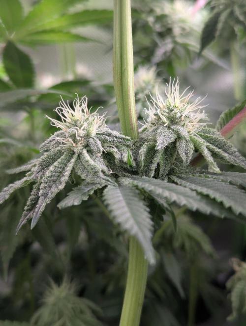 The Phoenix Redemtion: Dry another day. Week 10