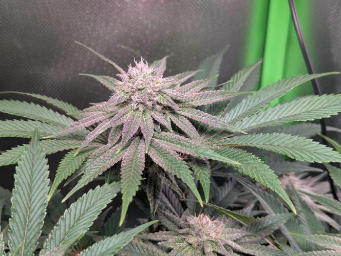 The Phoenix Redemtion: Dry another day. Week 10