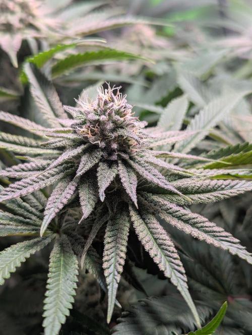 The Phoenix Redemtion: Dry another day. Week 10