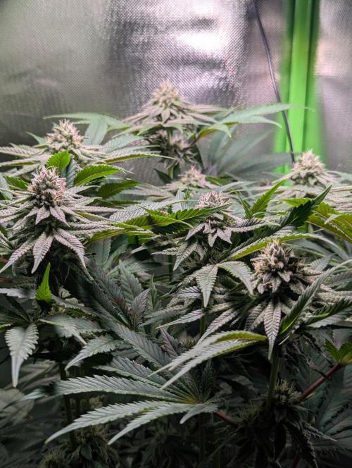 The Phoenix Redemtion: Dry another day. Week 10