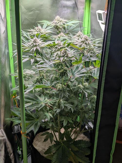 The Phoenix Redemtion: Dry another day. Week 10
