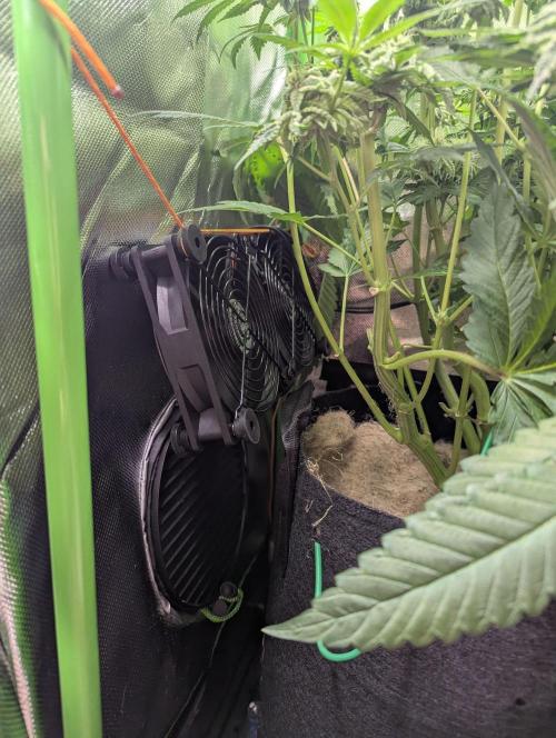 The Phoenix Redemtion: Dry another day. Week 11