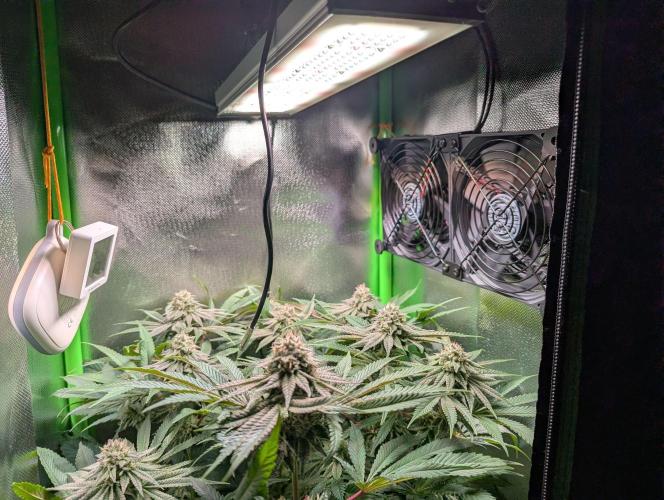 The Phoenix Redemtion: Dry another day. Week 11
