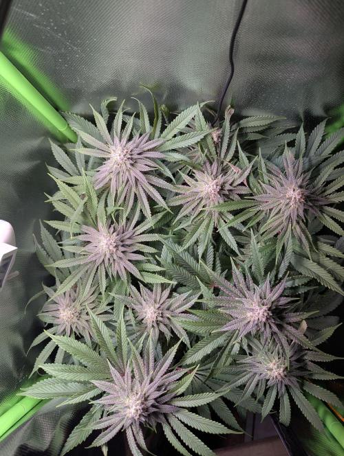 The Phoenix Redemtion: Dry another day. Week 11