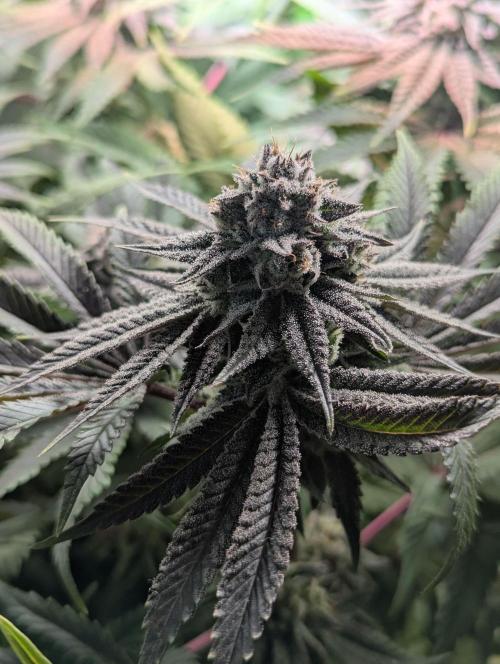 The Phoenix Redemtion: Dry another day. Week 13