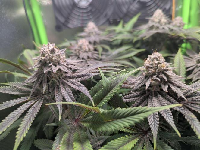 The Phoenix Redemtion: Dry another day. Week 13