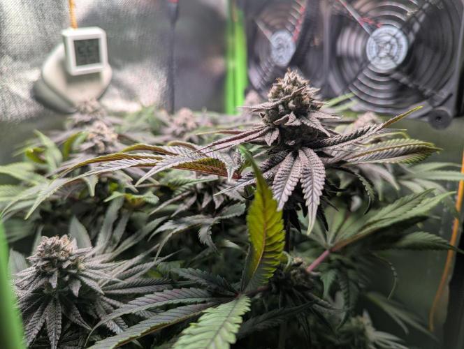 The Phoenix Redemtion: Dry another day. Week 13