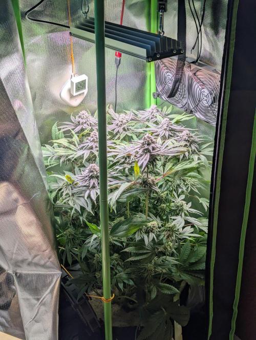 The Phoenix Redemtion: Dry another day. Week 13