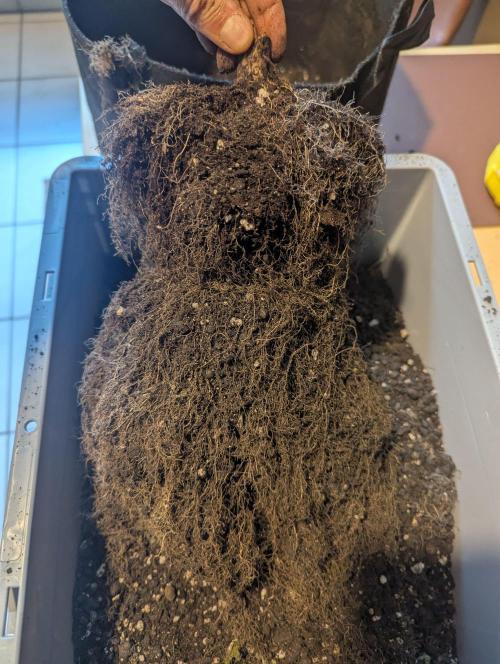 The Phoenix Redemtion: Dry another day. Week 14