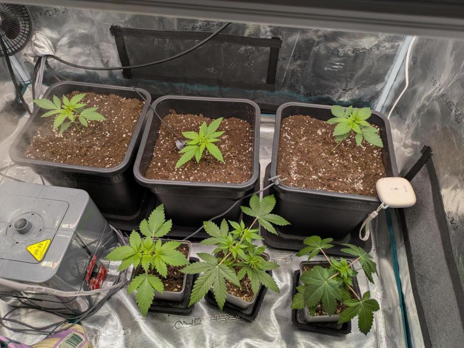 5 strains from fem. seeds. Week 3