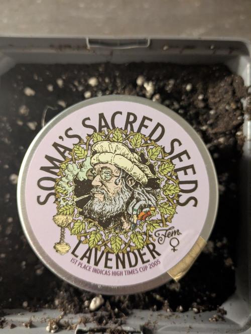 6 strains and a bunch a smartasses. Week 5