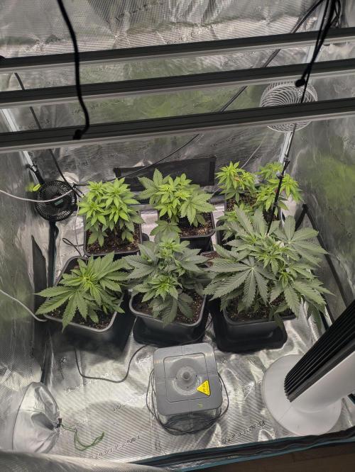 6 strains and a bunch a smartasses. Week 5