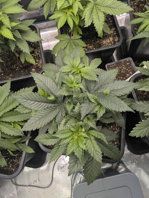 6 strains and a bunch a smartasses. Week 5