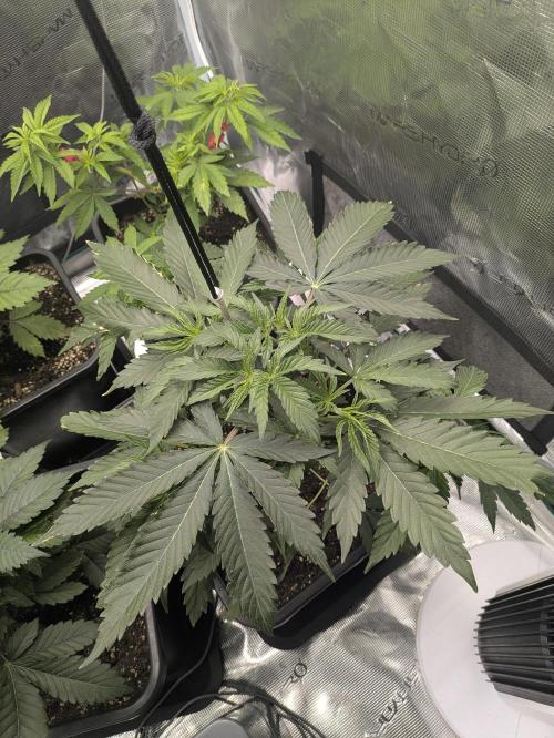 6 strains and a bunch a smartasses. Week 5