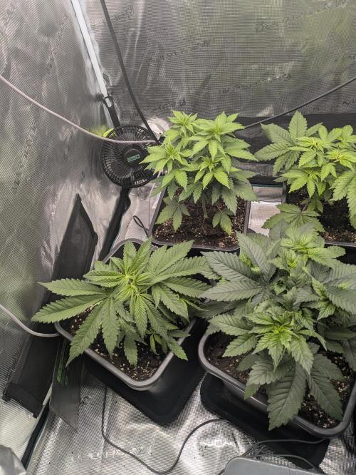 6 strains and a bunch a smartasses. Week 5
