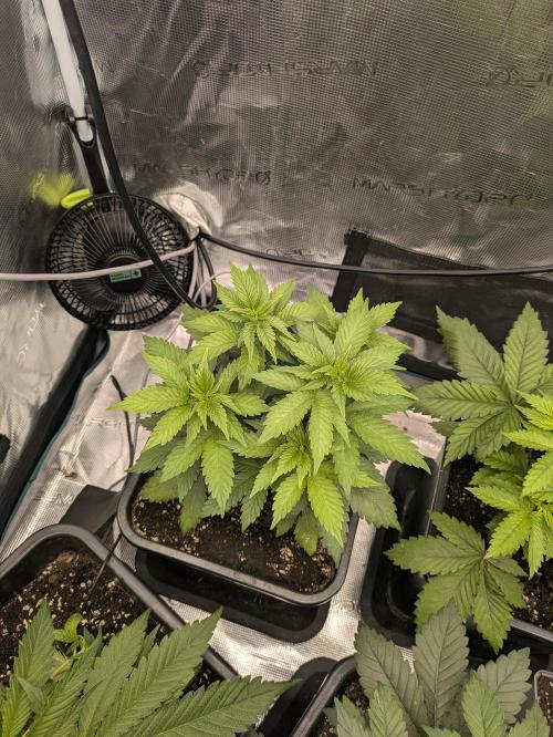 6 strains and a bunch a smartasses. Week 5