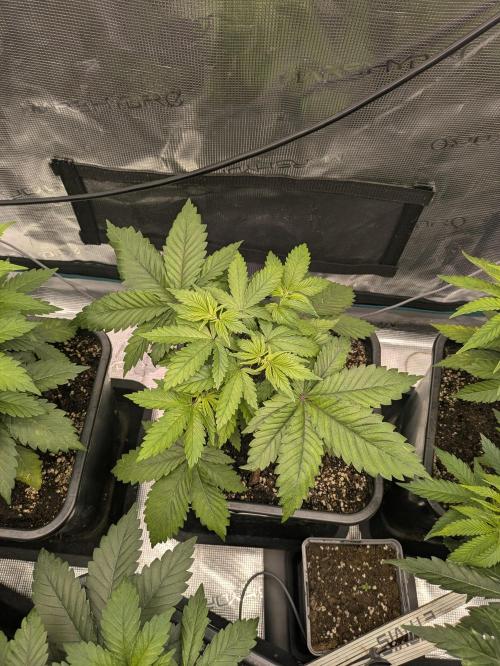 6 strains and a bunch a smartasses. Week 5