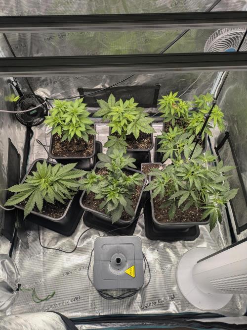 6 strains and a bunch a smartasses. Week 5