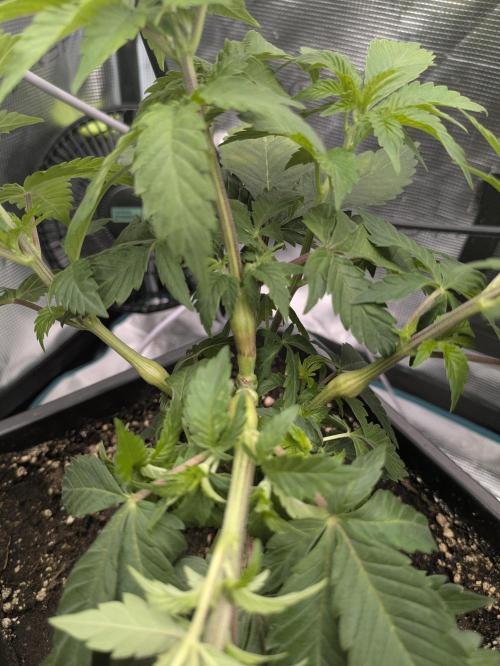 6 strains and a bunch a smartasses. Week 5 - HST