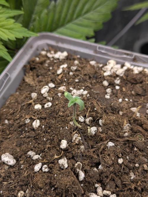 6 strains and a bunch a smartasses. Week 5