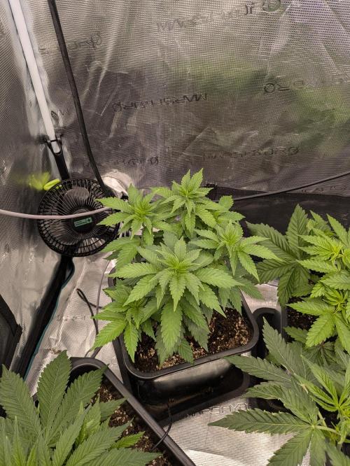 6 strains and a bunch a smartasses. Week 5 - Tropicannna Banana Indica Pheno