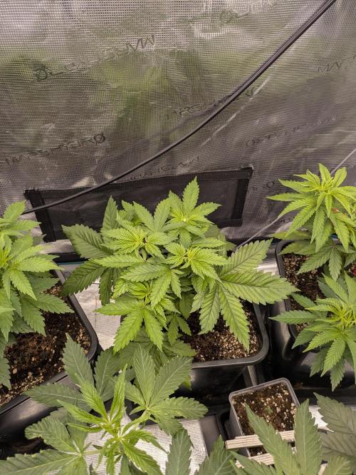 6 strains and a bunch a smartasses. Week 5 - Lemon Tree Fast