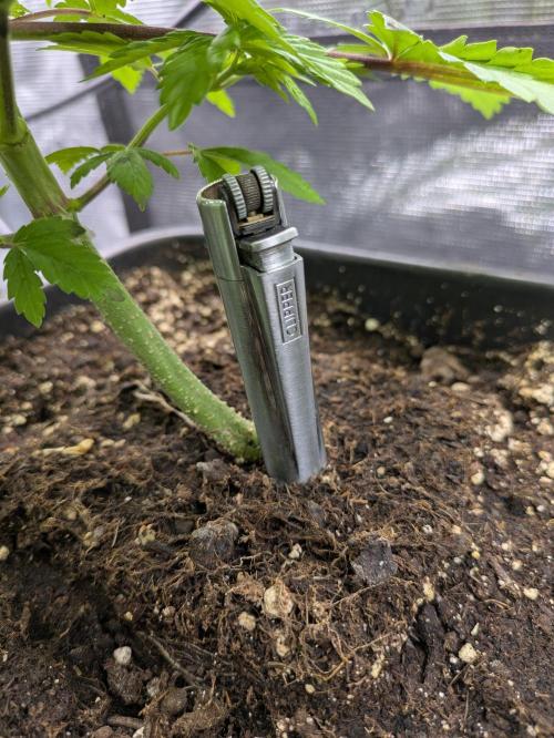 6 strains and a bunch a smartasses. Week 5