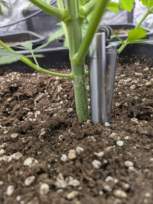 6 strains and a bunch a smartasses. Week 5