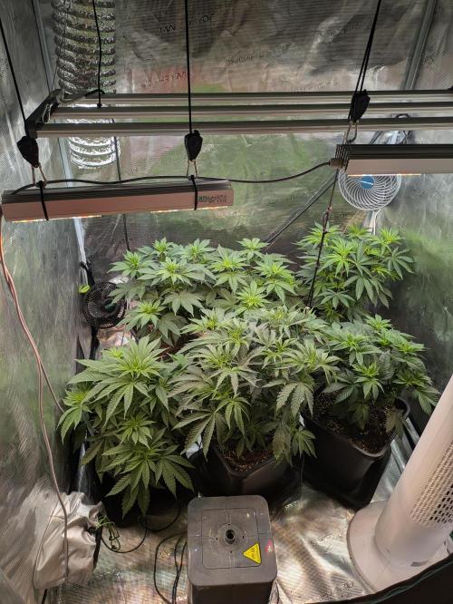 6 strains and a whole bunch of sabotage. Week 1