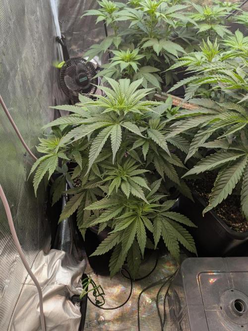 6 strains and a whole bunch of sabotage. Week 1