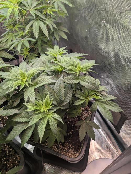 6 strains and a whole bunch of sabotage. Week 1