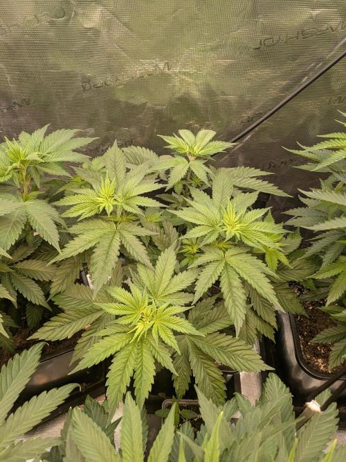 6 strains and a whole bunch of sabotage. Week 1