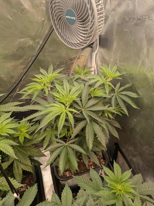 6 strains and a whole bunch of sabotage. Week 1