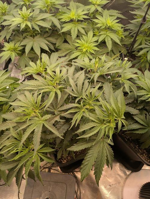 6 strains and a whole bunch of sabotage. Week 1