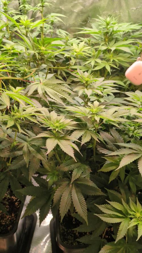 jungle madness mineralic bio hybrid