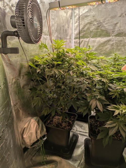 jungle madness mineralic bio hybrid. Week 2