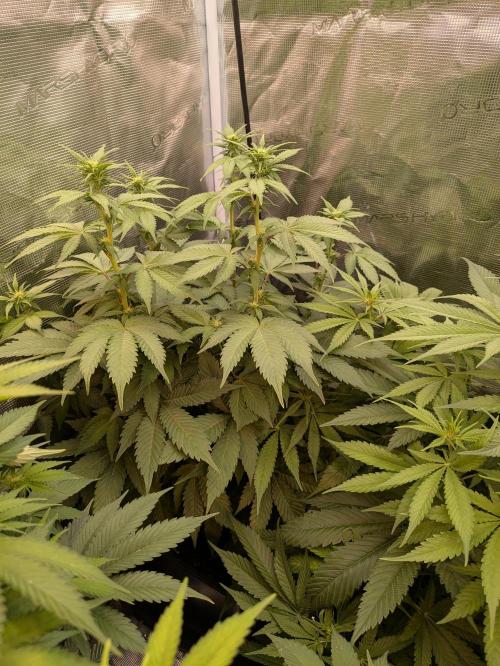 jungle madness mineralic bio hybrid. Week 2