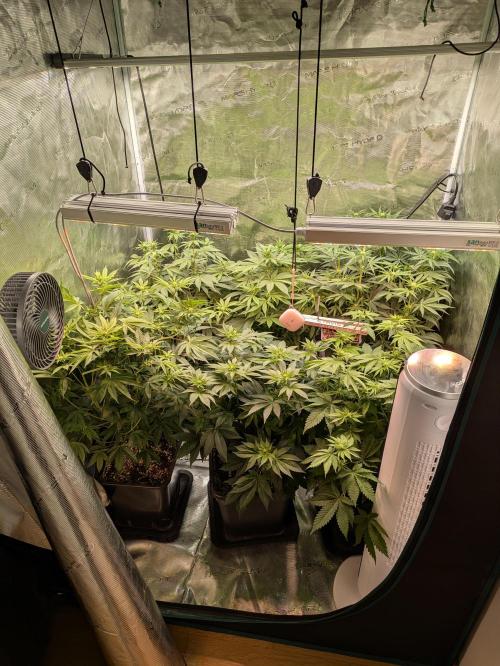 jungle madness mineralic bio hybrid. Week 2