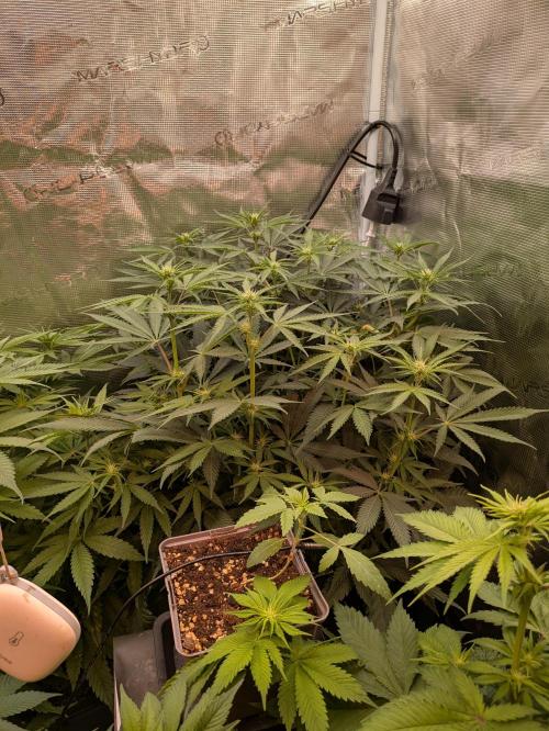 jungle madness mineralic bio hybrid. Week 2