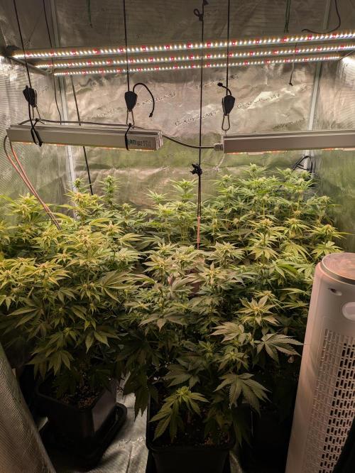 jungle madness mineralic bio hybrid. Week 3