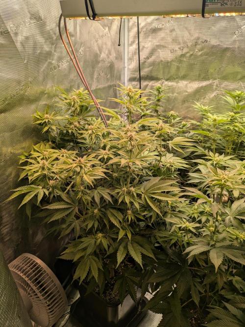 jungle madness mineralic bio hybrid. Week 3