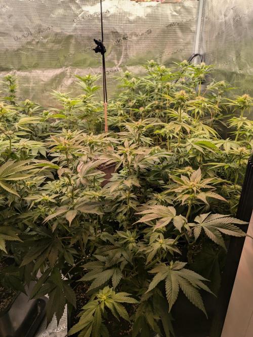 jungle madness mineralic bio hybrid. Week 3 - Tropicanna Banana Hindu Kush Indica Pheno